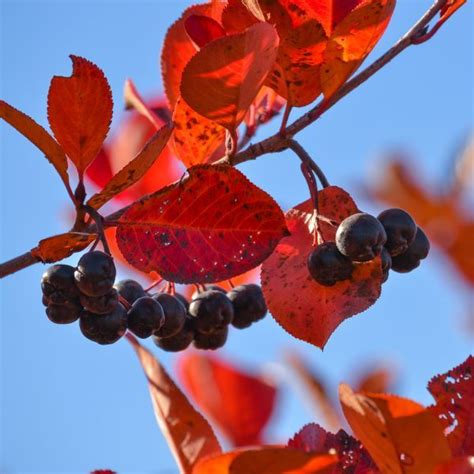 Autumn Magic Black Chokeberry: An Autumn Delight